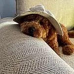 Dog, Dog breed, Comfort, Carnivore, Companion dog, Fawn, Liver, Working Animal, Hat, Toy Dog, Snout, Water Dog, Terrier, Furry friends, Linens, Canidae, Room, Sun Hat