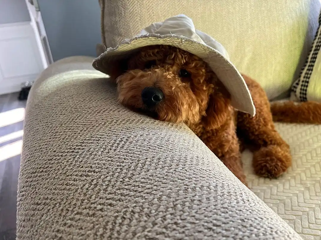 Dog, Dog breed, Comfort, Carnivore, Companion dog, Fawn, Liver, Working Animal, Hat, Toy Dog, Snout, Water Dog, Terrier, Furry friends, Linens, Canidae, Room, Sun Hat