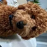 Toy, Dog breed, Carnivore, Dog, Clock, Companion dog, Fawn, Teddy Bear, Snout, Stuffed Toy, Water Dog, Houseplant, Furry friends, Working Animal, Pet Supply, Canidae, Plush, Terrier, Event