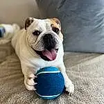 Dog, Carnivore, Sports Equipment, Ball, Dog breed, Toy, Fawn, Companion dog, Whiskers, Toy Dog, Tennis Ball, Wrinkle, Sports Toy, Dog Supply, Foot, Paw, Dog Toy, Electric Blue