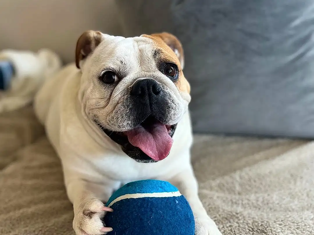 Dog, Carnivore, Sports Equipment, Ball, Dog breed, Toy, Fawn, Companion dog, Whiskers, Toy Dog, Tennis Ball, Wrinkle, Sports Toy, Dog Supply, Foot, Paw, Dog Toy, Electric Blue