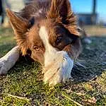 Dog, Carnivore, Dog breed, Companion dog, Grass, Whiskers, Plant, Snout, Herding Dog, Terrestrial Animal, Furry friends, Canidae, Working Dog