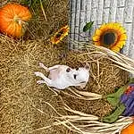 Pumpkin, Flower, Winter Squash, Cucurbita, Calabaza, Plant, Squash, Gourd, Grass, Food, Natural Foods, Vegetable, Local Food, Agriculture, Hay, Whole Food, Soil, Event, Straw, Still Life