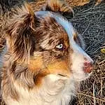 Head, Dog, Eyes, Carnivore, Dog breed, Human Body, Plant, Whiskers, Fawn, Companion dog, Snout, Terrestrial Animal, Grass, Tree, Herding Dog, Furry friends, Working Dog, Australian Collie