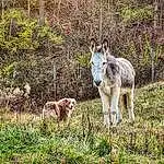 Plant, Natural Landscape, Working Animal, Carnivore, Fawn, Terrestrial Animal, Groundcover, Grass, Meadow, Grassland, Landscape, Livestock, Dog breed, Canidae, Forest, Grazing, Pasture, Shrub, Tree