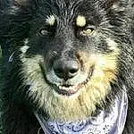Dog breed, Dog, Carnivore, Whiskers, Iris, Companion dog, Snout, Canidae, Terrestrial Animal, Furry friends, Art, Working Animal, Canis, Working Dog, Fang, Wolf, Ancient Dog Breeds, Photography