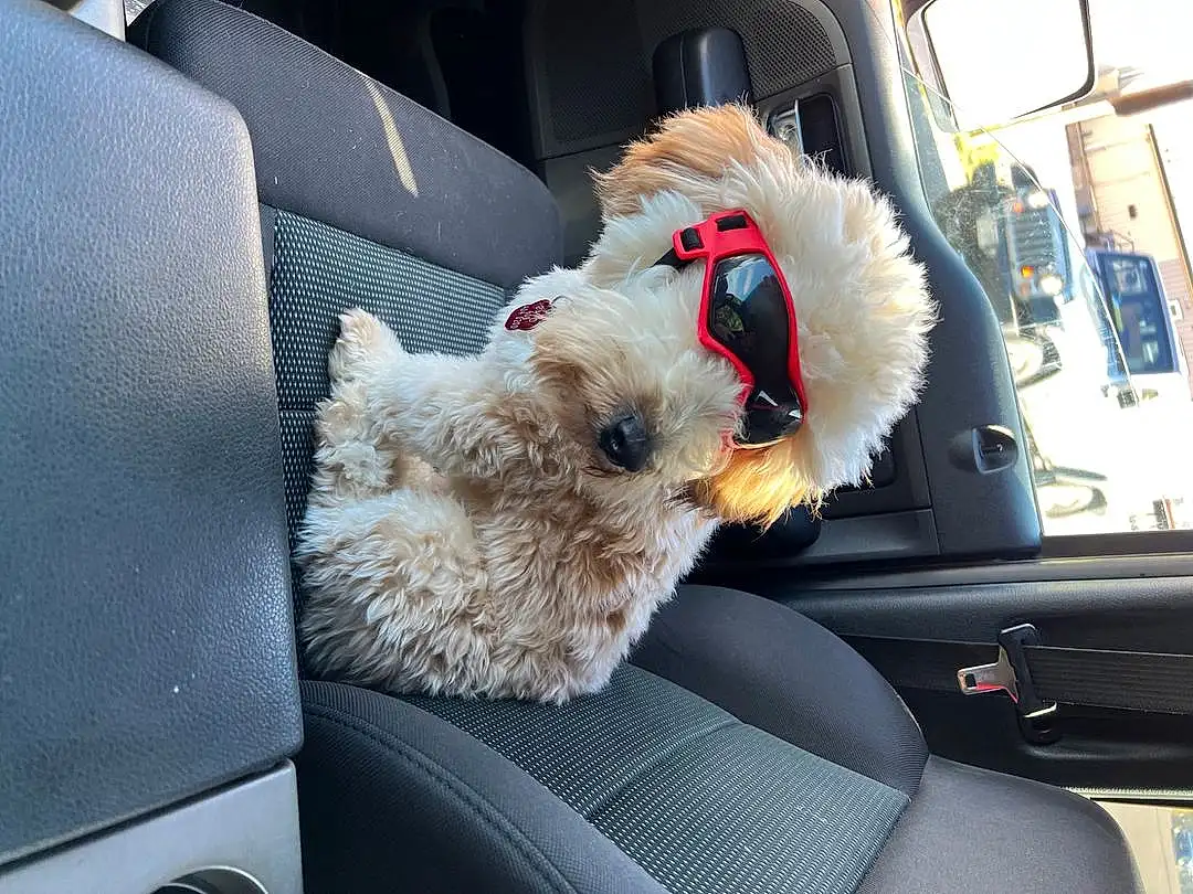 Vehicle, Car, Dog, Vroom Vroom, Automotive Design, Carnivore, Automotive Exterior, Fawn, Automotive Mirror, Companion dog, Auto Part, Vehicle Door, Car Seat Cover, Toy, Dog breed, Snout, Car Seat, Stuffed Toy, Windshield, Automotive Window Part