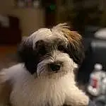 Dog, Dog breed, Carnivore, Companion dog, Toy Dog, Snout, Canidae, Terrier, Furry friends, Small Terrier, Maltepoo, Working Animal, Non-sporting Group