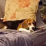 Dog, Dog breed, Comfort, Carnivore, Dog Supply, Companion dog, Fawn, Wood, Working Animal, Window, Hardwood, Pet Supply, Linens, Couch, Bored, Canidae, Bedding