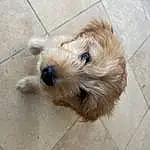 Dog, Dog breed, Carnivore, Fawn, Companion dog, Snout, Working Animal, Tile Flooring, Terrestrial Animal, Furry friends, Small Terrier, Terrier, Toy Dog, Canidae, Working Terrier