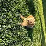 Plant, Vegetation, Fawn, Grass, Groundcover, Tree, Shrub, Lawn, Tail, Landscape, Companion dog, Grassland, People In Nature, Toy, Rabbit, Wood, Furry friends, Pasture