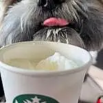 Food, Dog, Dog breed, Carnivore, Ingredient, Recipe, Cup, Liver, Companion dog, Shih Tzu, Dog Supply, Toy Dog, Snout, Dish, Cuisine, Furry friends, Working Animal, Drink