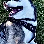 Dog, Dog breed, Carnivore, Collar, Companion dog, Snout, Dog Collar, Grass, Pet Supply, Leash, Dog Supply, Furry friends, Canidae, Fang, Fashion Accessory, Carmine, Working Dog, Paw, Non-sporting Group