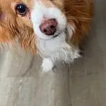 Dog, Dog breed, Carnivore, Liver, Whiskers, Companion dog, Fawn, Snout, Wood, Working Animal, Canidae, Toy Dog, Furry friends, Herding Dog, Australian Collie, Ancient Dog Breeds, Working Dog