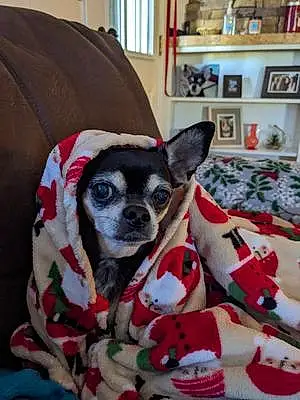 Name Chihuahua Dog Amber