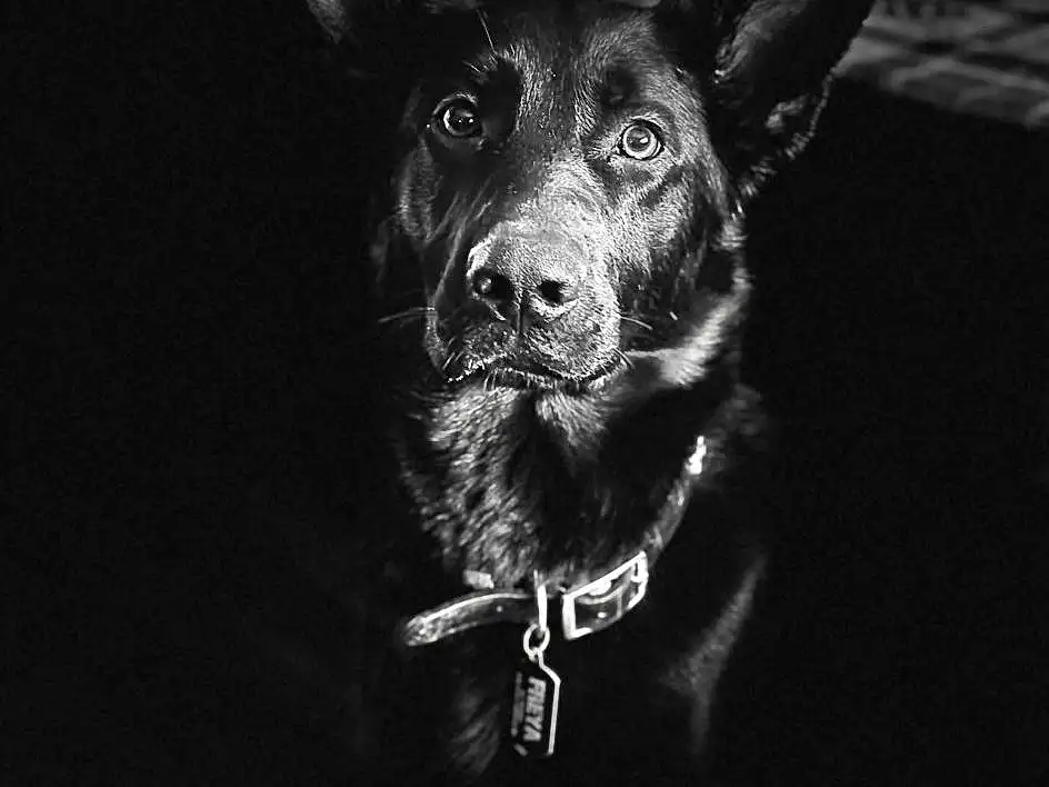 Jaw, Carnivore, Dog breed, Dog, Flash Photography, Whiskers, Working Animal, Snout, Darkness, Font, Art, Canidae, Furry friends, Black & White, Fictional Character, Guard Dog, Still Life Photography, Bone, Monochrome