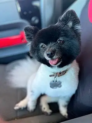 Pomeranian Dog Domino
