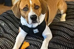 Name Beagle Dog King