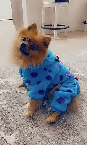 Pomeranian Dog Lucky