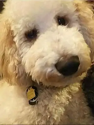 Name Goldendoodle Dog Ziggy