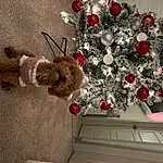 Christmas Ornament, Plant, Interior Design, Holiday Ornament, Christmas Tree, Ornament, Tree, Twig, Red, Wood, Christmas Decoration, Holiday, Toy, Shelf, Event, Christmas, Ceiling, Conifer, Artificial Flower, Room
