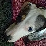 Dog, Carnivore, Dog breed, Collar, Whiskers, Fawn, Companion dog, Working Animal, Snout, Dog Collar, Canidae, Terrestrial Animal, Rampur Greyhound, Sighthound, Woven Fabric, Non-sporting Group, Pattern