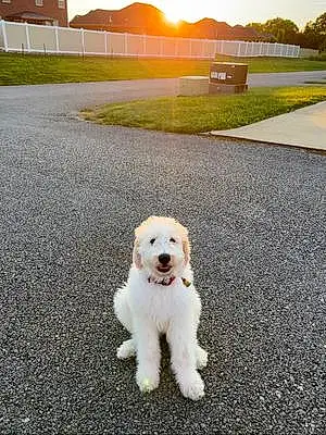 Great Pyrenees Dog Theo