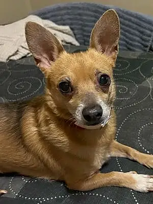 Name Chihuahua Dog Prince