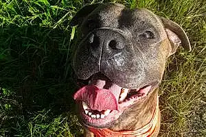 Name Pitt Bull Terrier Dog Odin