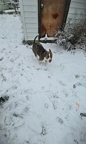 Black & White Pitt Bull Terrier Dog Hoosier