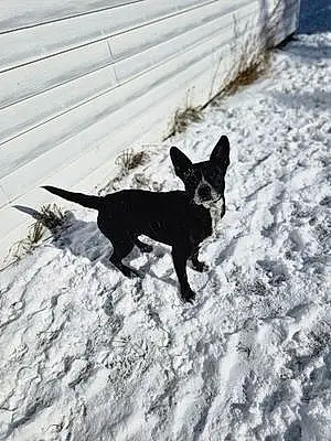 Black & White Mixed breed Dog Tesla