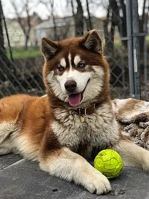 Name Alaskan Malamute Dog Samson