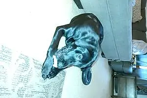 Black & White Labrador Retriever Dog Jax