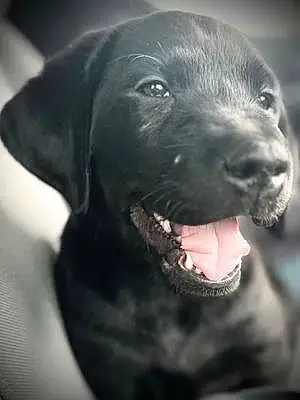 Black & White Labrador Retriever Dog Oakley