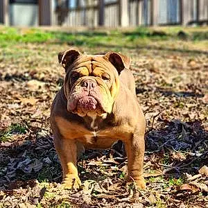 Bulldog Dog Reese Pup