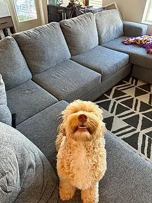 Labradoodle Dog Milo