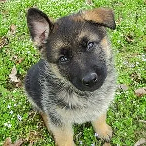 German Shepherd Dog Kaya