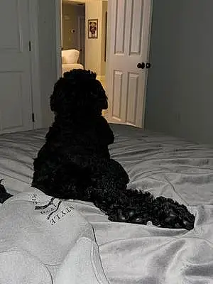 Black & White Goldendoodle Dog Lady Gaga