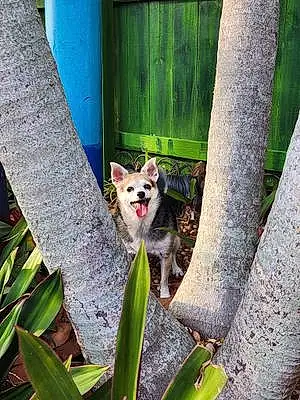Name Chihuahua Dog Lilo