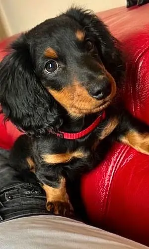 Name Dachshund Dog Snickers