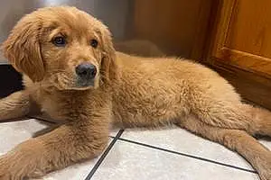 Name Golden Retriever Dog Winnie