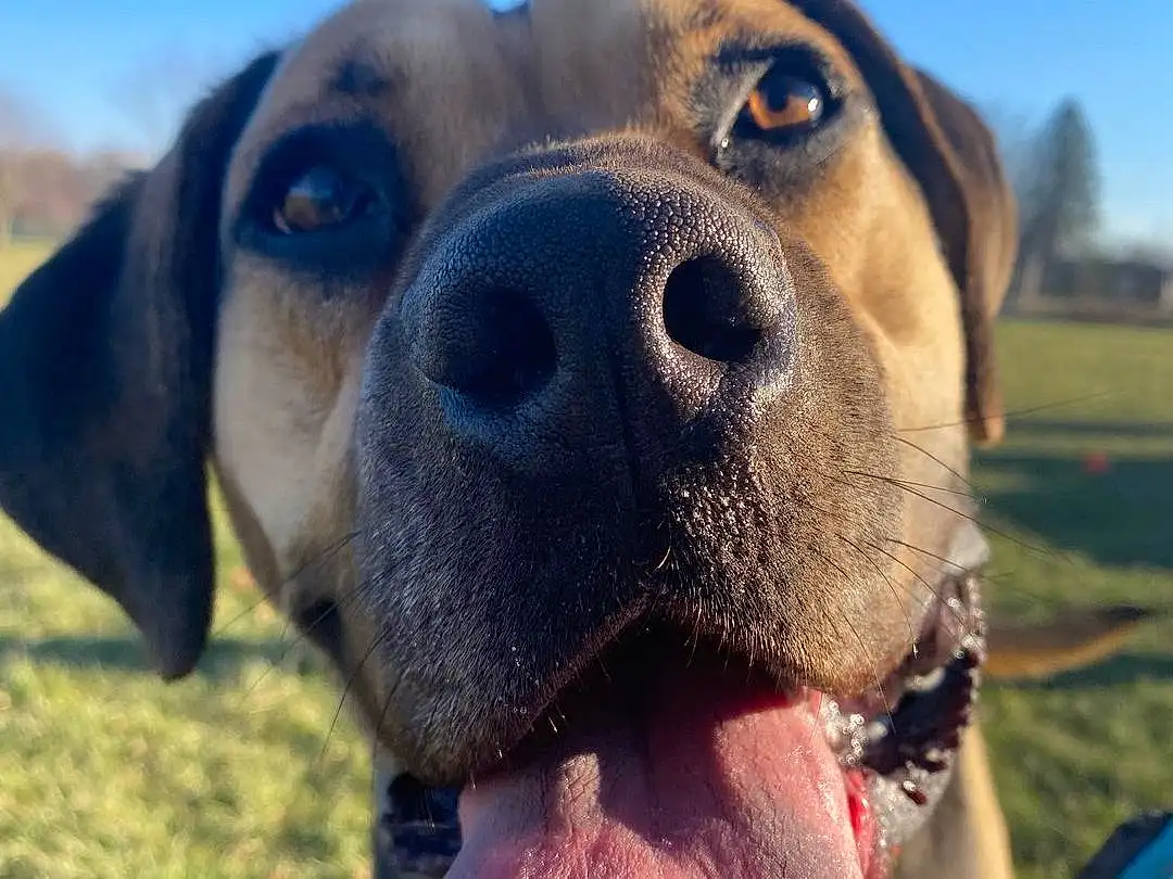 Dog, Eyes, Plant, Sky, Dog breed, Carnivore, Jaw, Working Animal, Whiskers, Fawn, Companion dog, Happy, Snout, Grass, Selfie, Collar, Liver, Close-up, Cloud