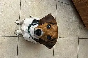 Name Beagle Dog Chewy