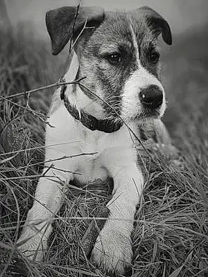 Irish Wolfhound Dog Shermn Sebastián