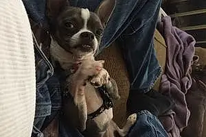 Name Chihuahua Dog Reggie