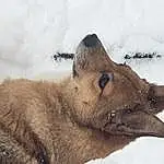 Dog, Snow, Dog breed, Carnivore, Wolf, Terrestrial Animal, Winter, Freezing, Canidae, Canis, Furry friends, Fox, Whiskers, Working Animal, Canis Lupus Tundrarum