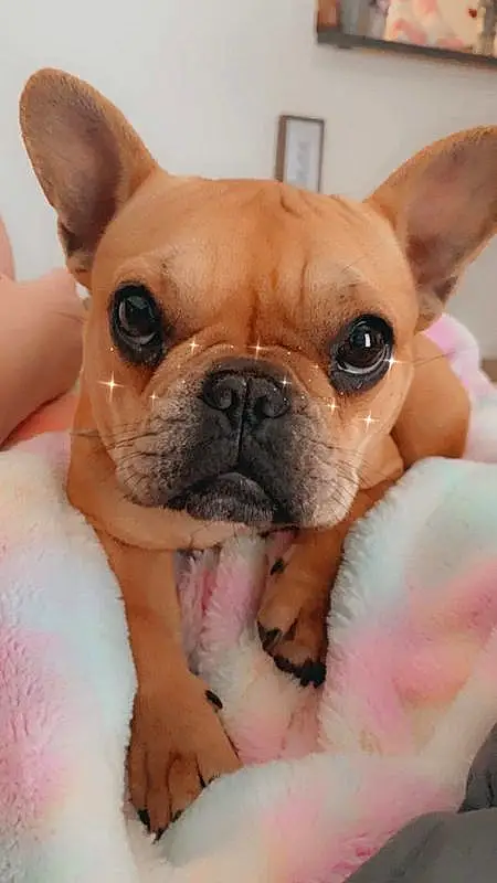 Nose, Dog, Bulldog, Ear, Dog breed, Carnivore, Working Animal, Whiskers, Companion dog, Fawn, Wrinkle, Toy Dog, Snout, Comfort, Close-up, Terrestrial Animal, French Bulldog, Canidae, Happy
