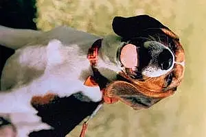 Beagle Dog Lady