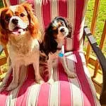 Dog, Dog breed, Carnivore, Companion dog, Fawn, Chair, Pet Supply, Dog Supply, Cavalier King Charles Spaniel, Collar, King Charles Spaniel, Outdoor Furniture, Canidae, Toy, Toy Dog, Liver, Leisure, Magenta, Recreation