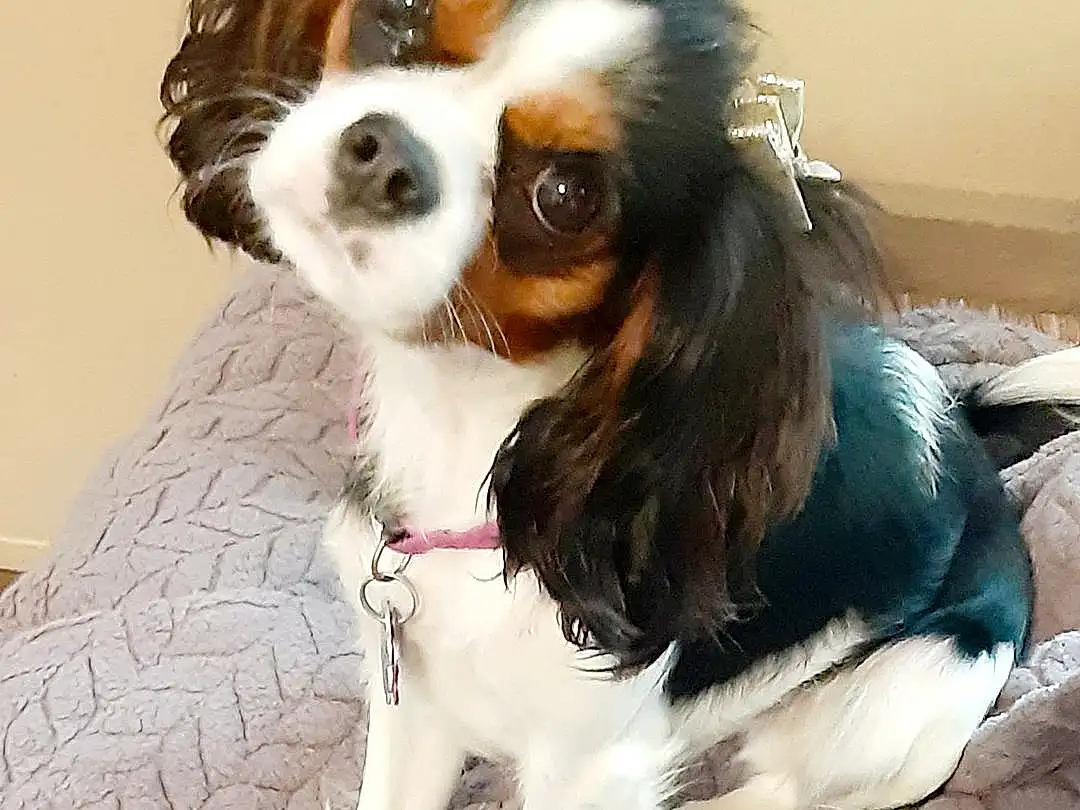 Dog, Dog breed, Carnivore, Liver, Companion dog, Fawn, Toy Dog, Snout, Dog Supply, Papillon, Furry friends, Canidae, King Charles Spaniel, Working Animal, Spaniel, Whiskers, Puppy, Cavalier King Charles Spaniel, Terrestrial Animal